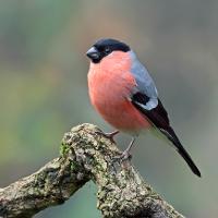 bullfinch male 1 